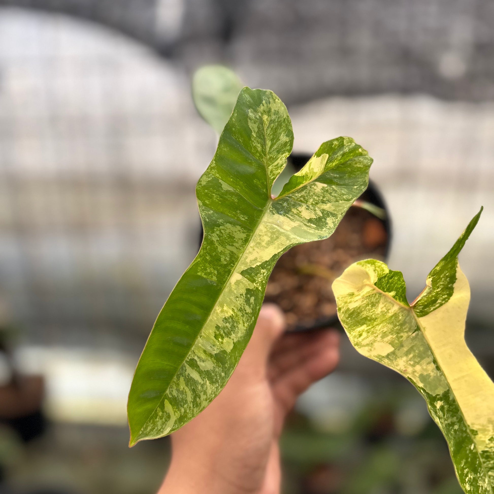 Philodendron Domesticum x Atabaphoense Variegated — photo 2