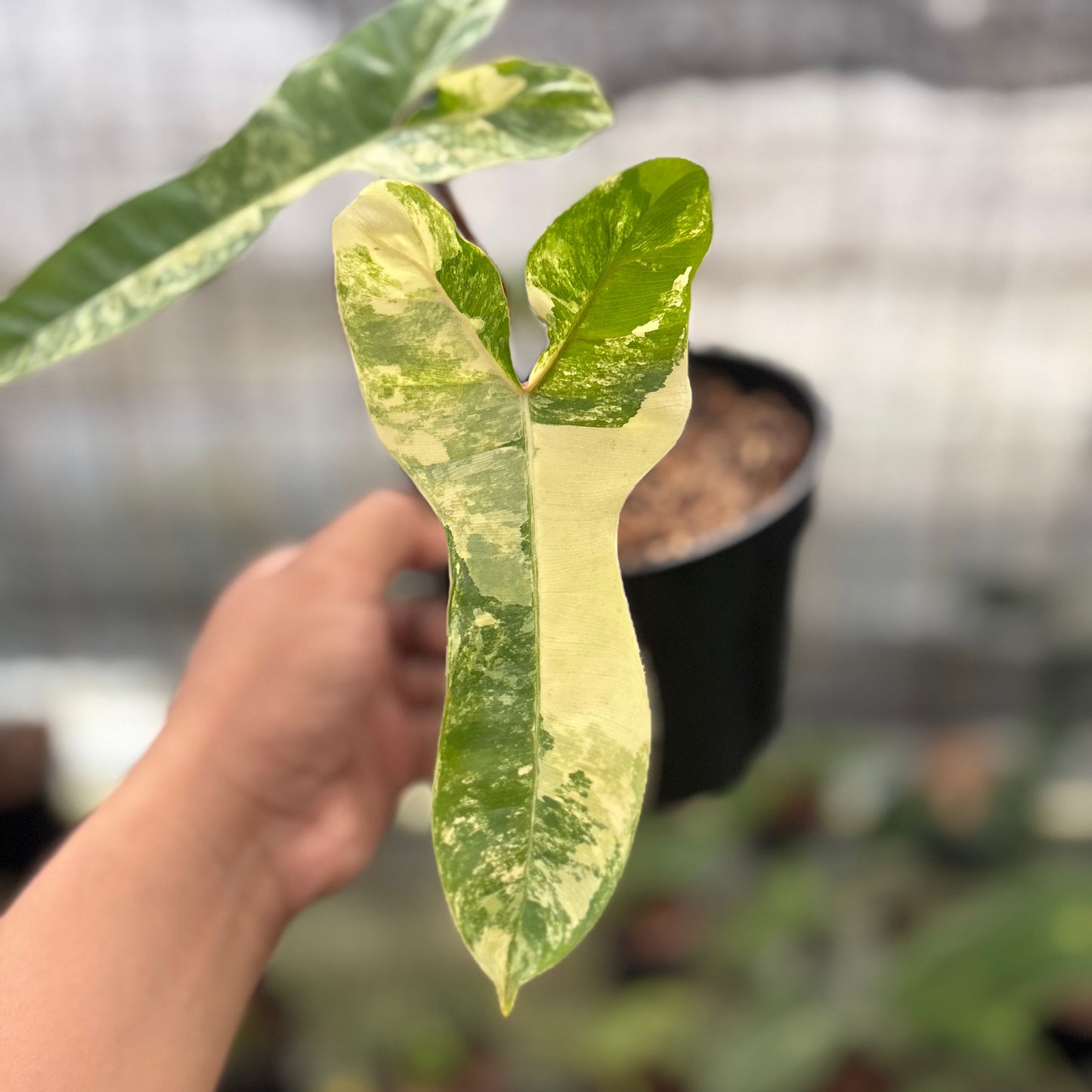 Philodendron Domesticum x Atabaphoense Variegated — photo 3