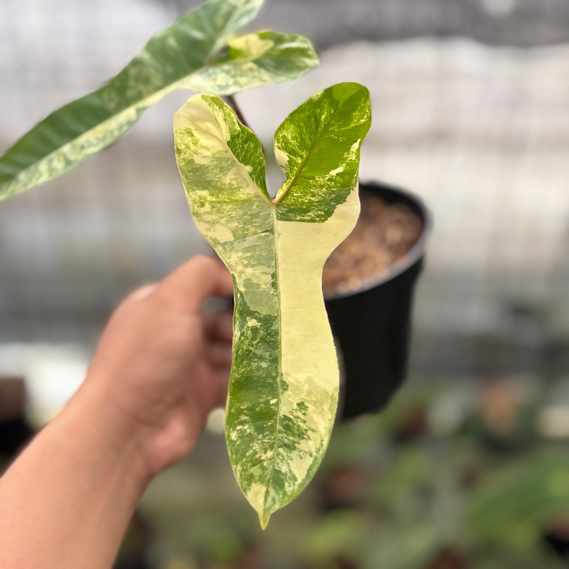 Philodendron Domesticum x Atabaphoense Variegated — photo 3