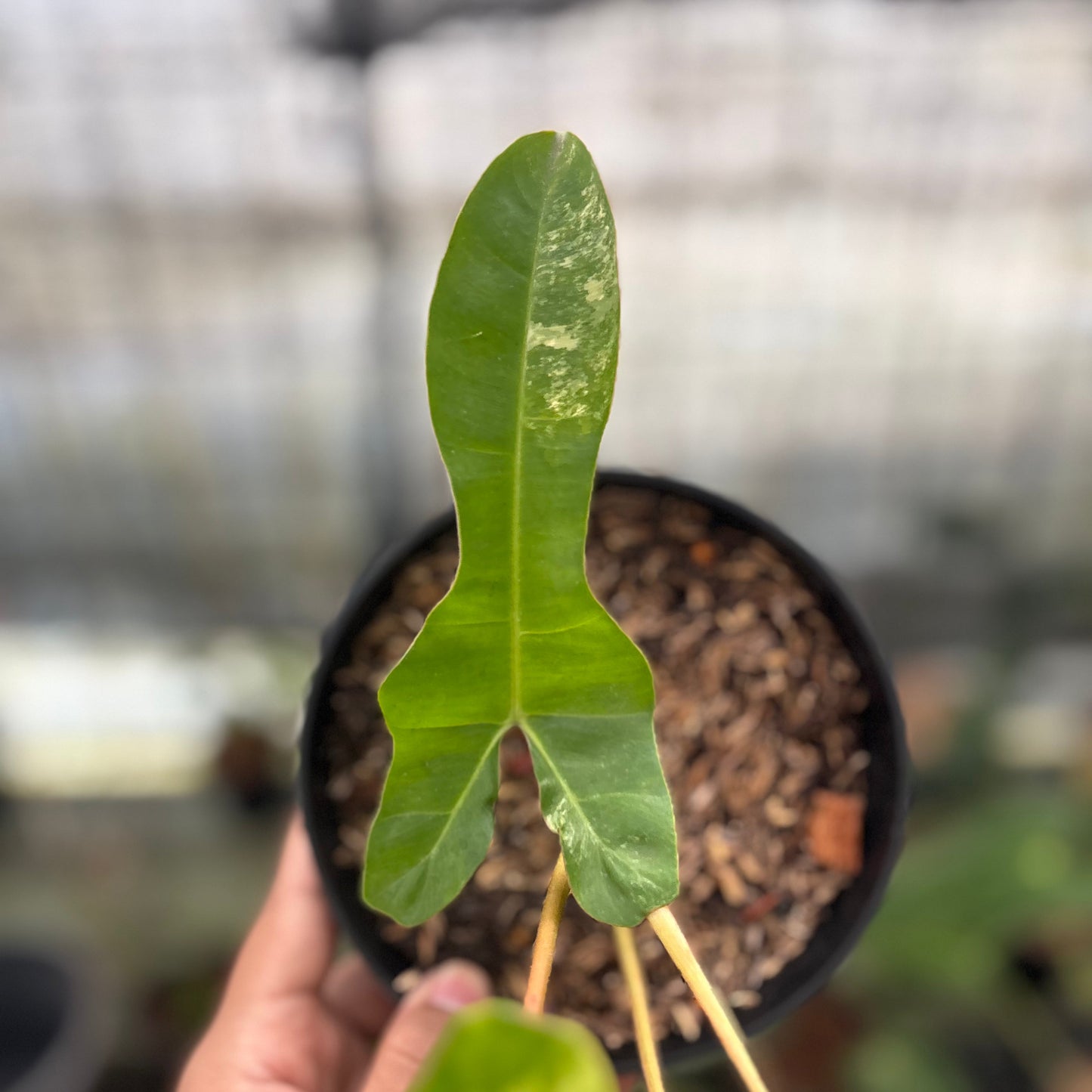 Philodendron Domesticum x Atabaphoense Variegated — photo 4
