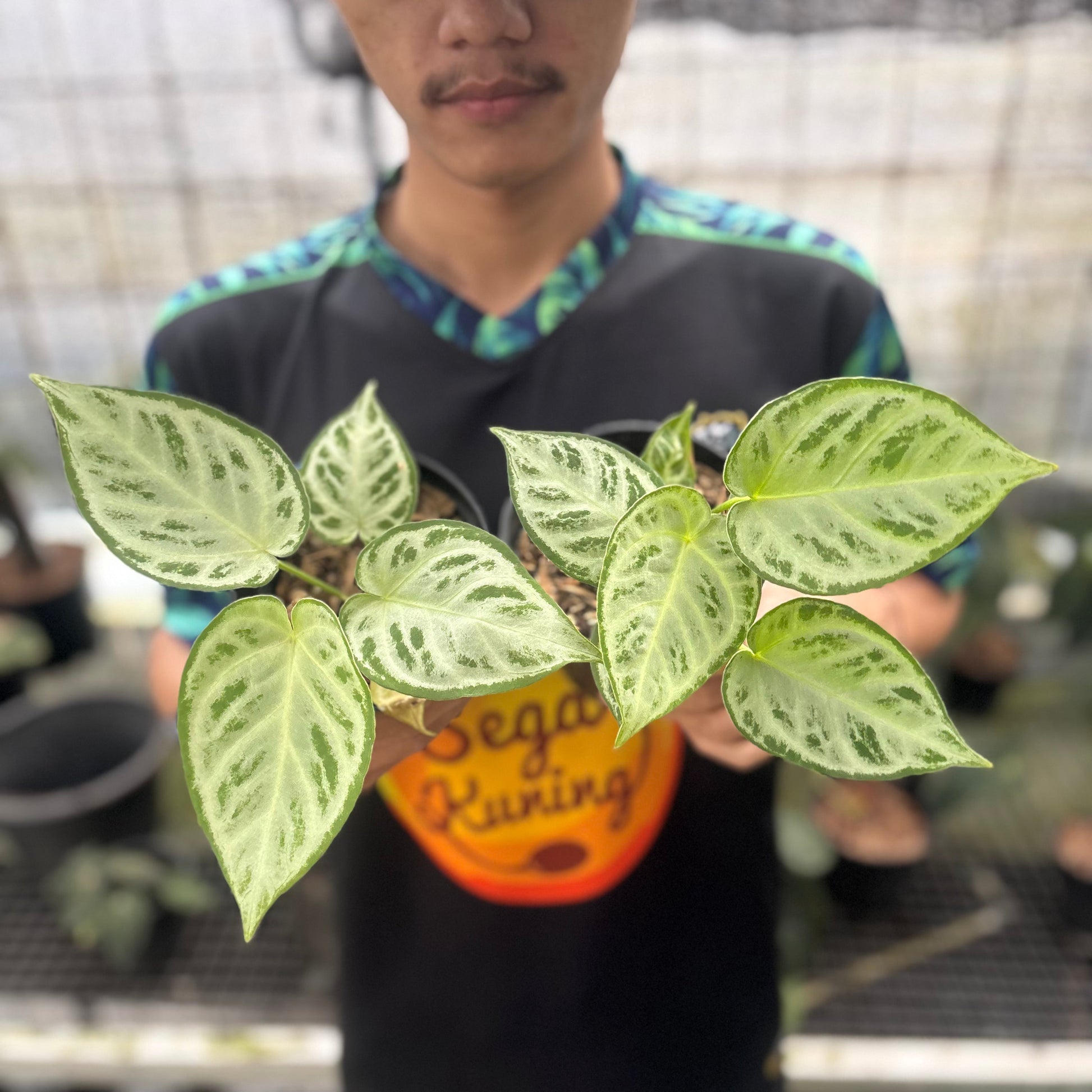 Anthurium Silver Chrome Full Silver (2 pcs) — rare Indonesian plant