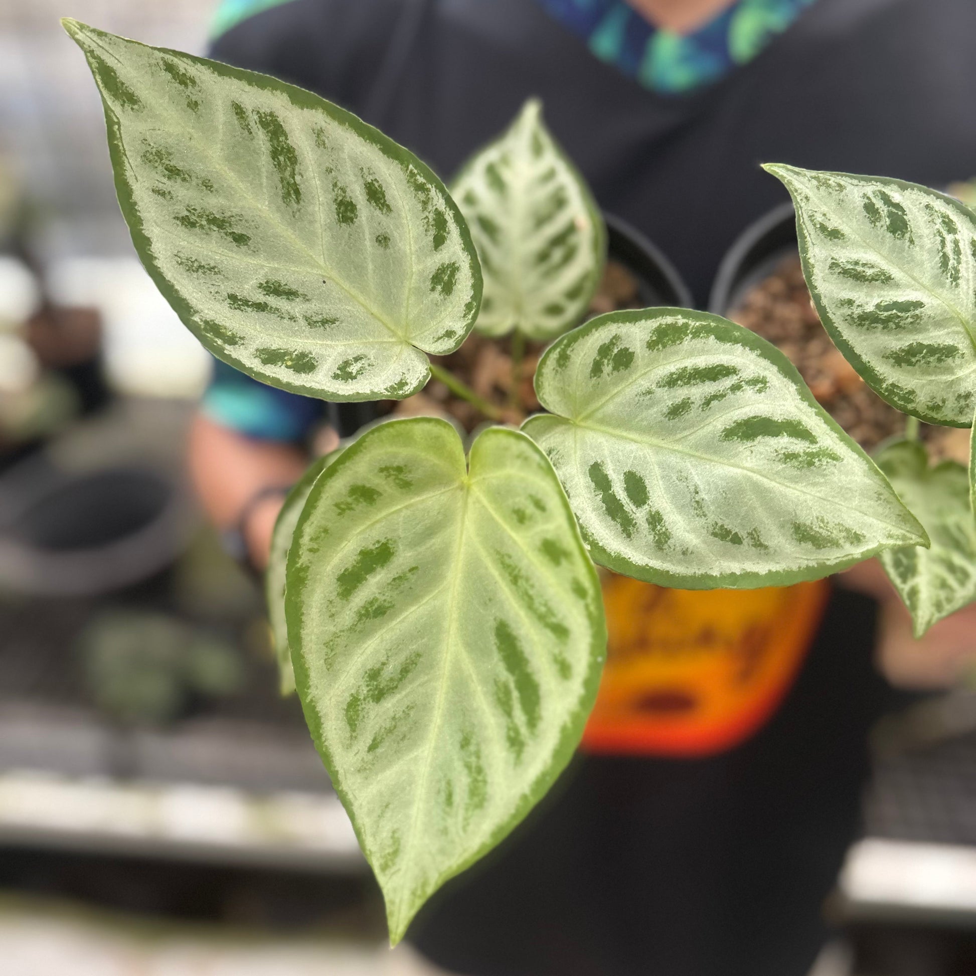 Anthurium Silver Chrome Full Silver (2 pcs) — photo 2