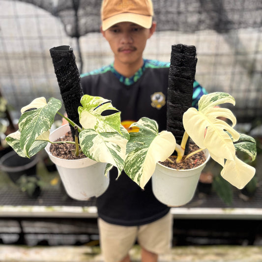 Monstera Albo White Tiger Variegated (2 pcs) — rare Indonesian plant