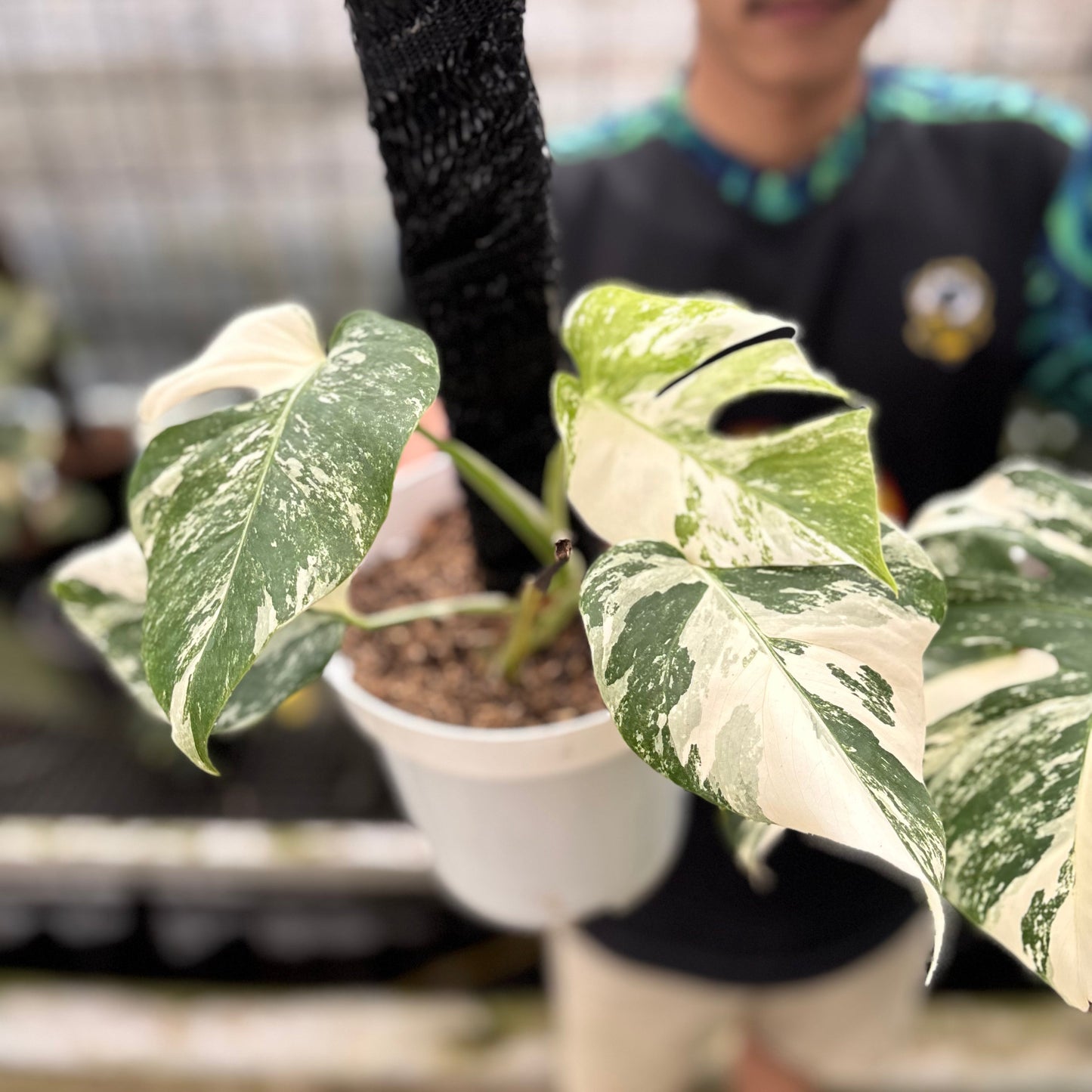 Monstera Albo White Tiger Variegated (2 pcs) — photo 2