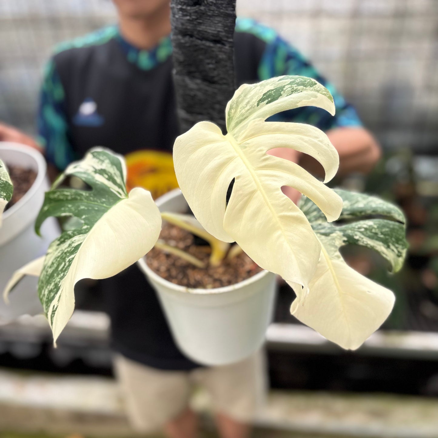 Monstera Albo White Tiger Variegated (2 pcs) — photo 3