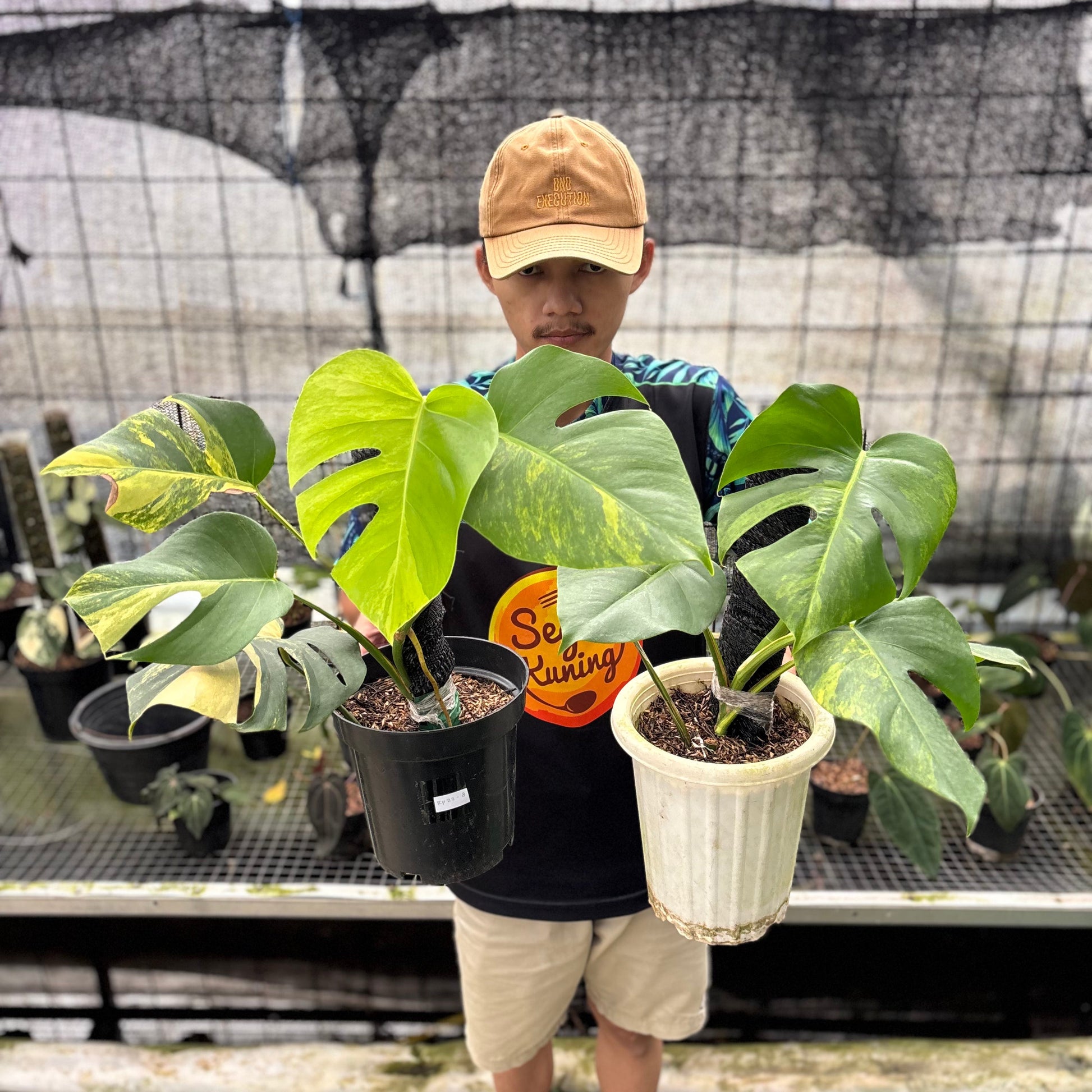 Monstera Yellow Variegated "Marmorata" (2 pcs) — rare Indonesian plant