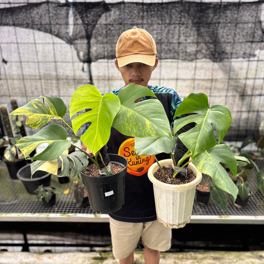 Monstera Yellow Variegated "Marmorata" (2 pcs) — rare Indonesian plant