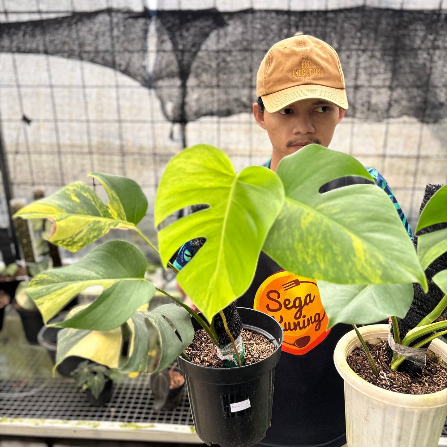 Monstera Yellow Variegated "Marmorata" (2 pcs) — photo 2