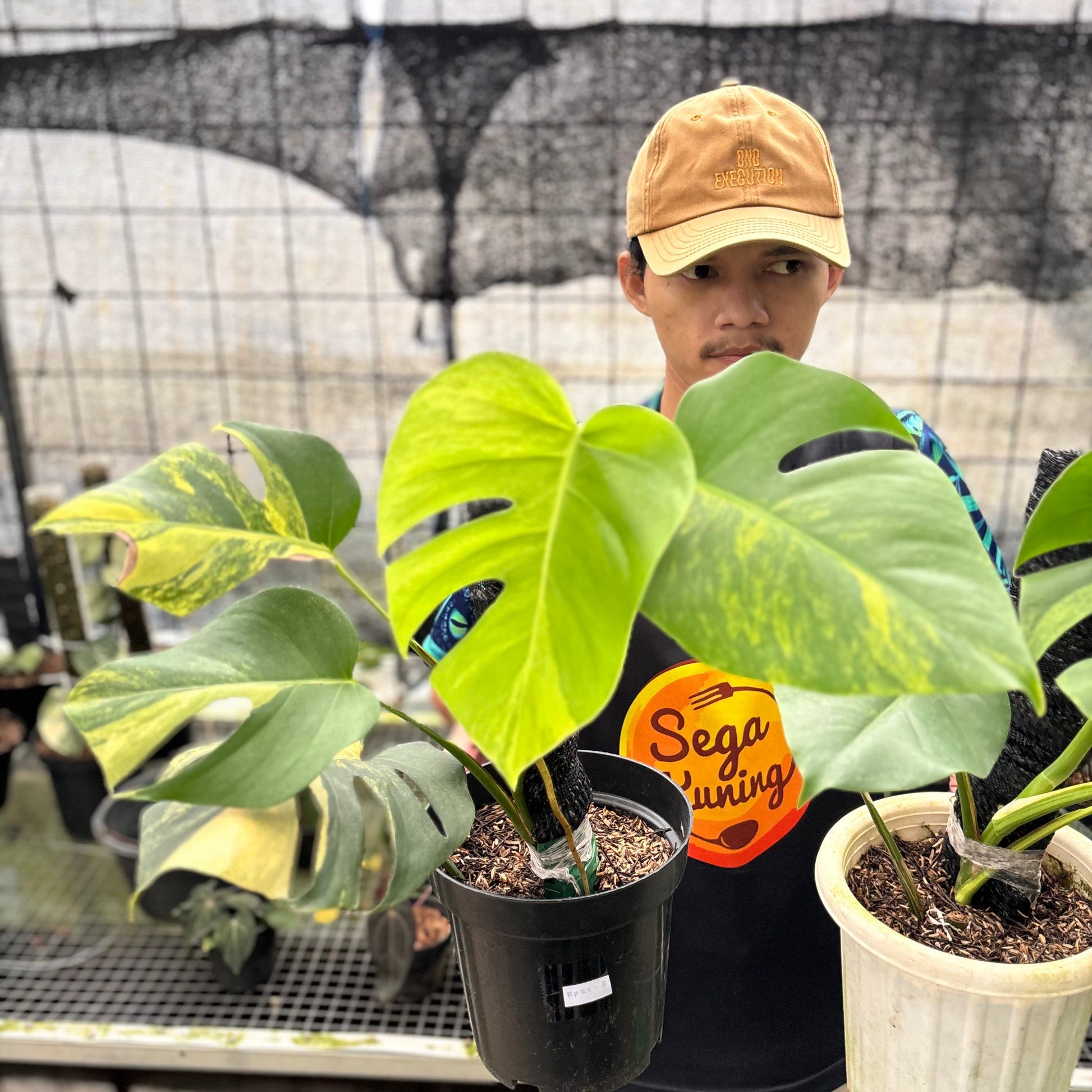 Monstera Yellow Variegated "Marmorata" (2 pcs) — photo 2