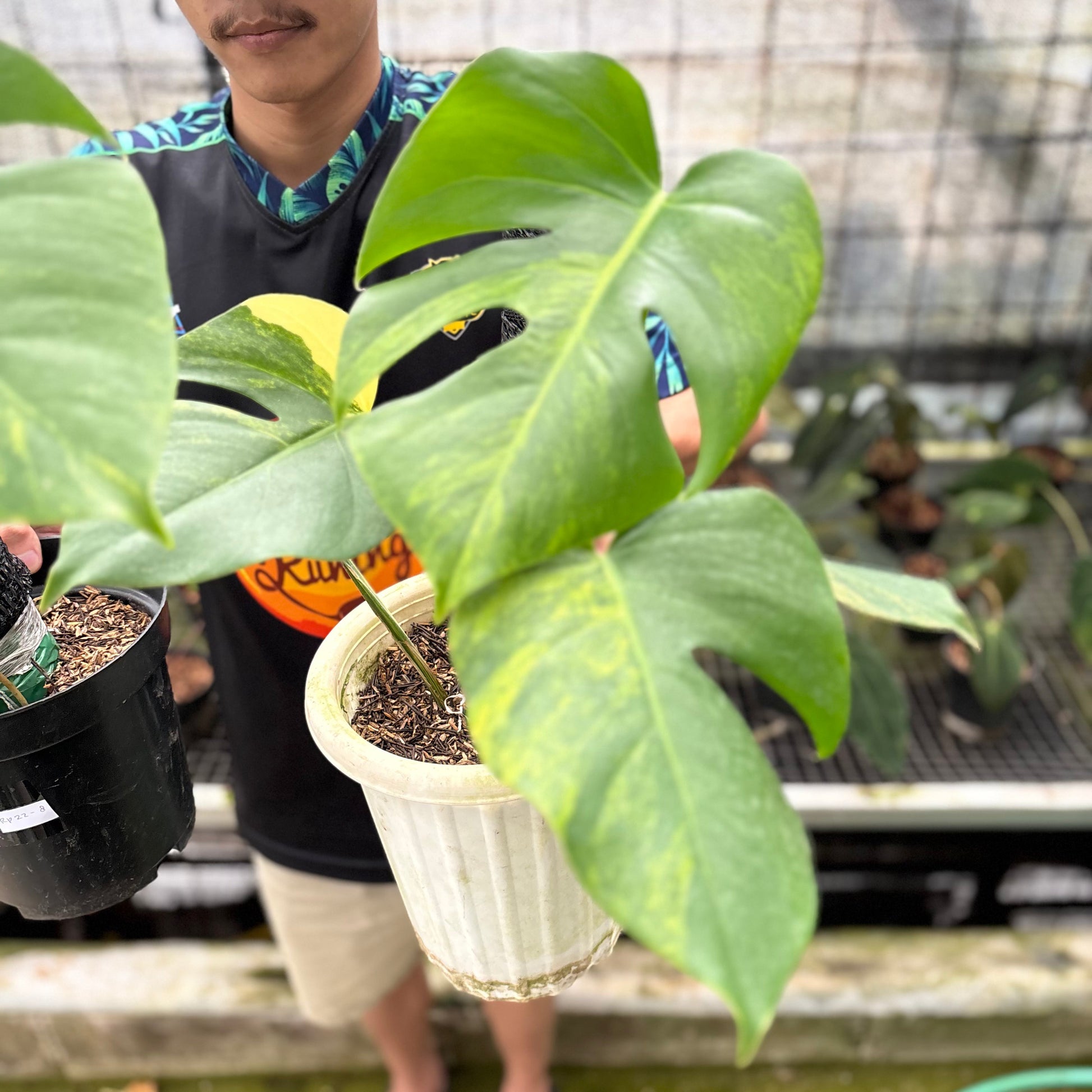 Monstera Yellow Variegated "Marmorata" (2 pcs) — photo 3