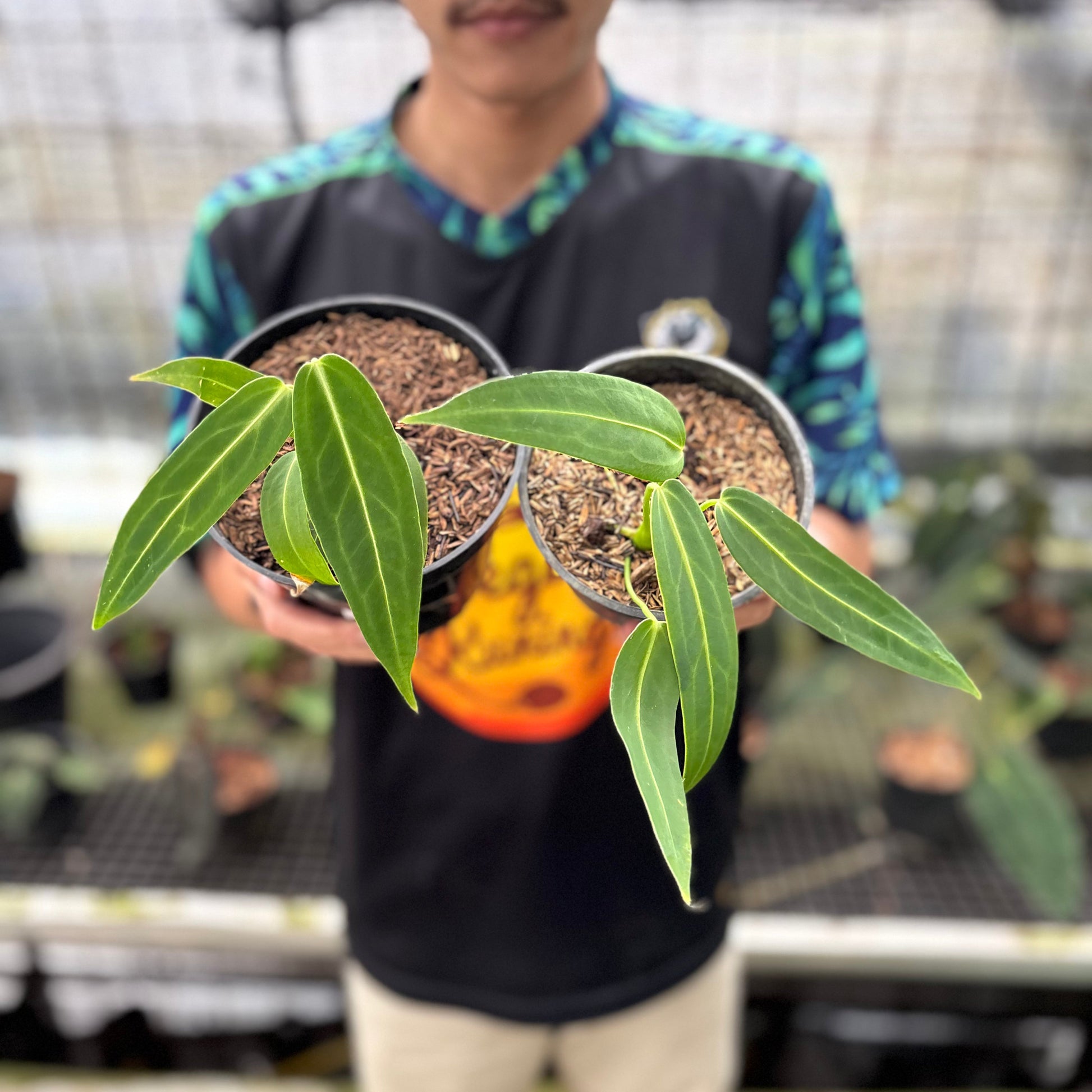 Anthurium Warocqueanum Little (2 pcs) — rare Indonesian plant