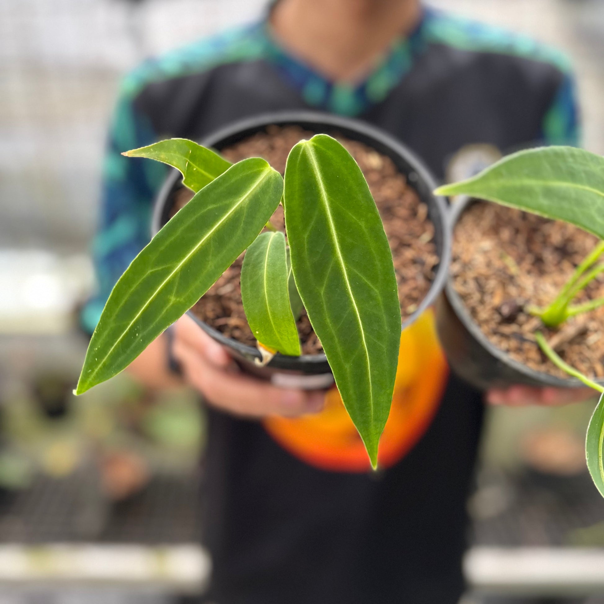 Anthurium Warocqueanum Little (2 pcs) — photo 2