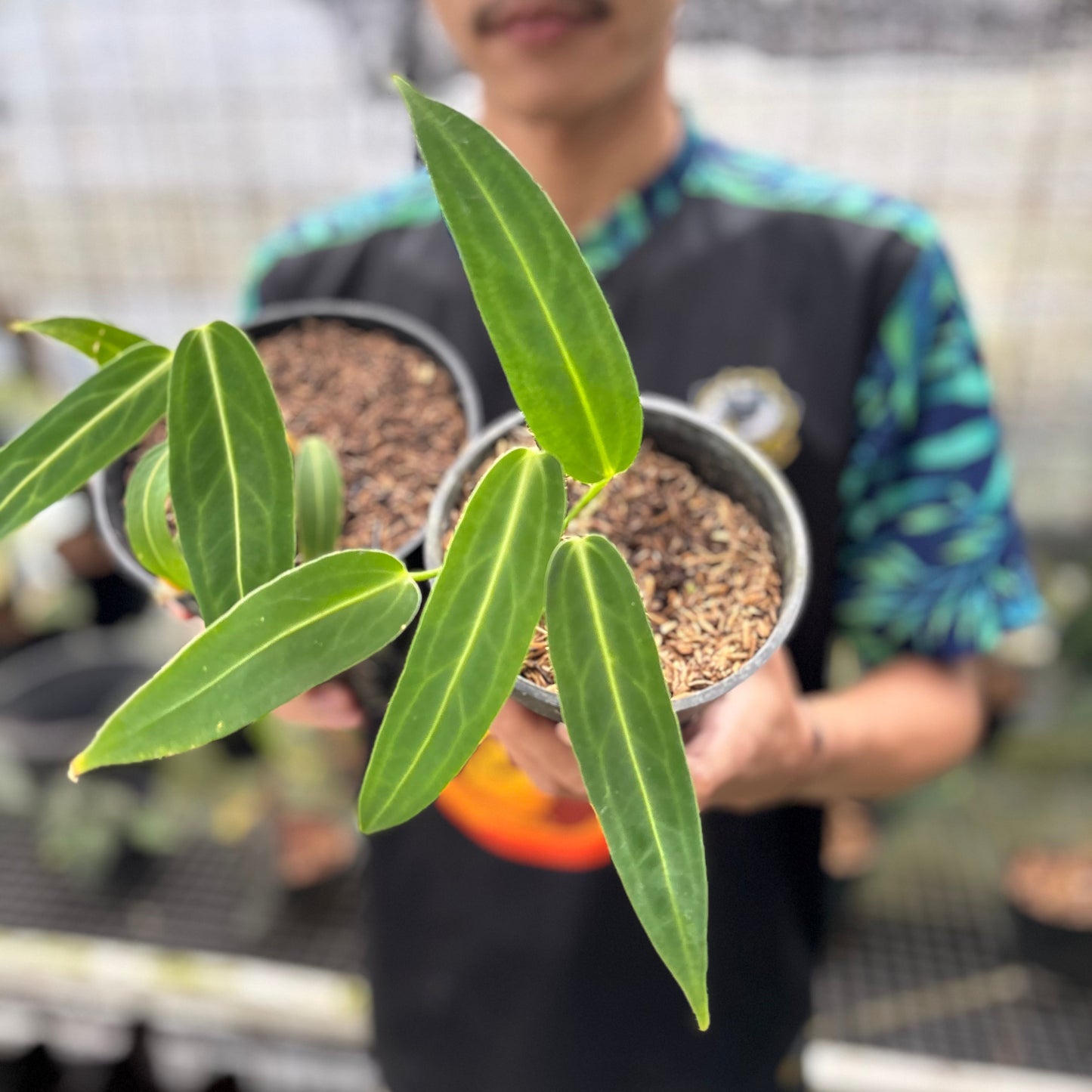 Anthurium Warocqueanum Little (2 pcs) — photo 3
