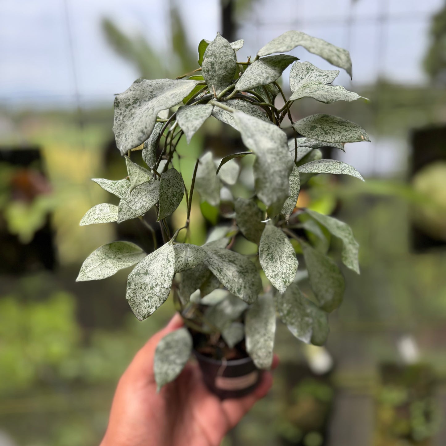 Hoya Lacunosa "Moonshine" - Indonesian Rare Plants