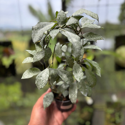 Hoya Lacunosa "Moonshine" - Indonesian Rare Plants