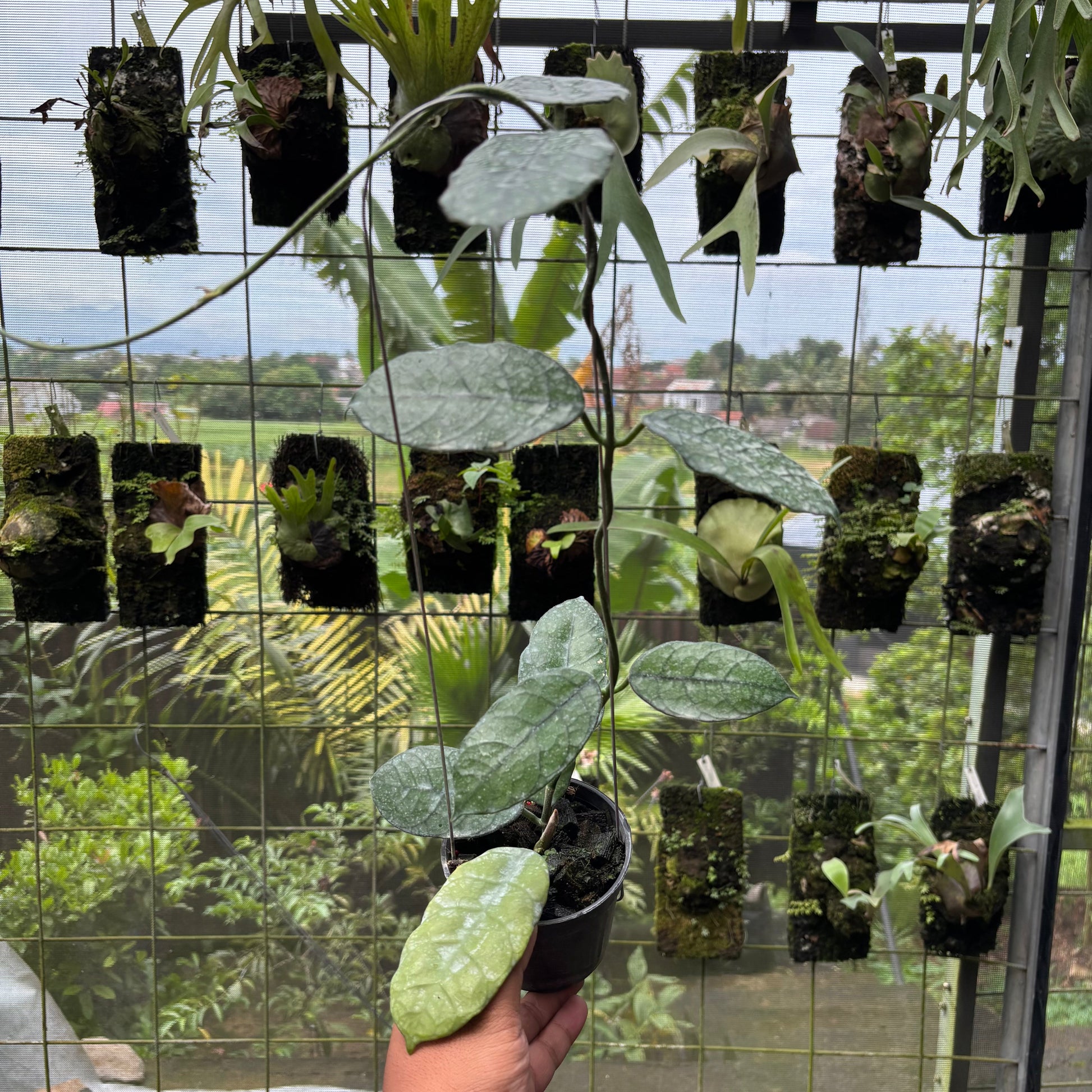 Hoya Villosa - Indonesian Rare Plants