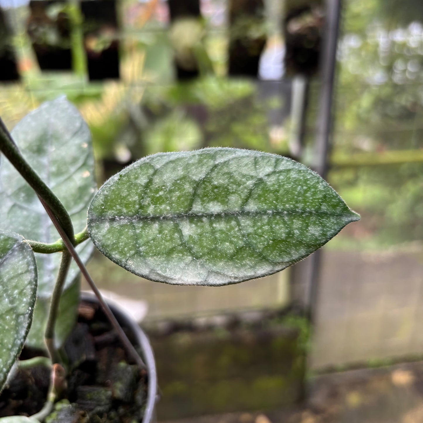 Hoya Villosa