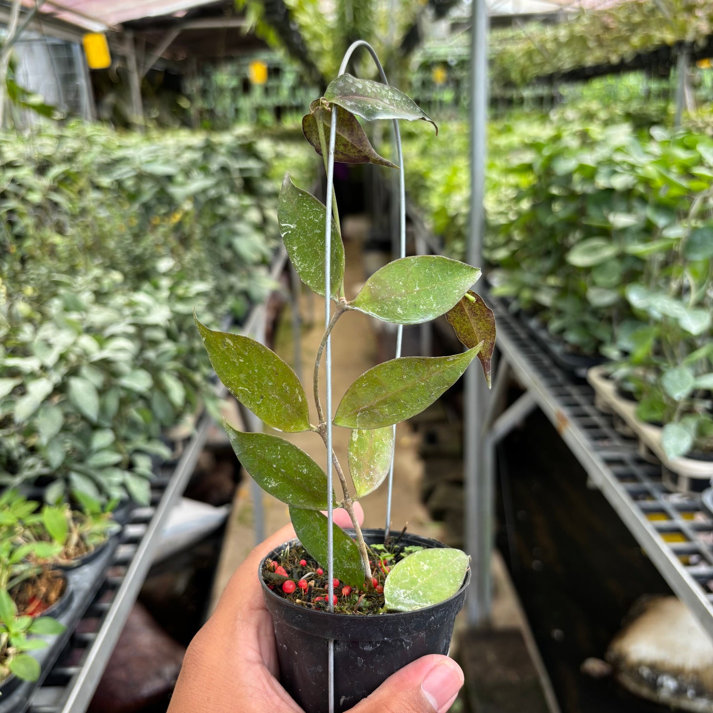 Hoya Ignorata - Indonesian Rare Plants