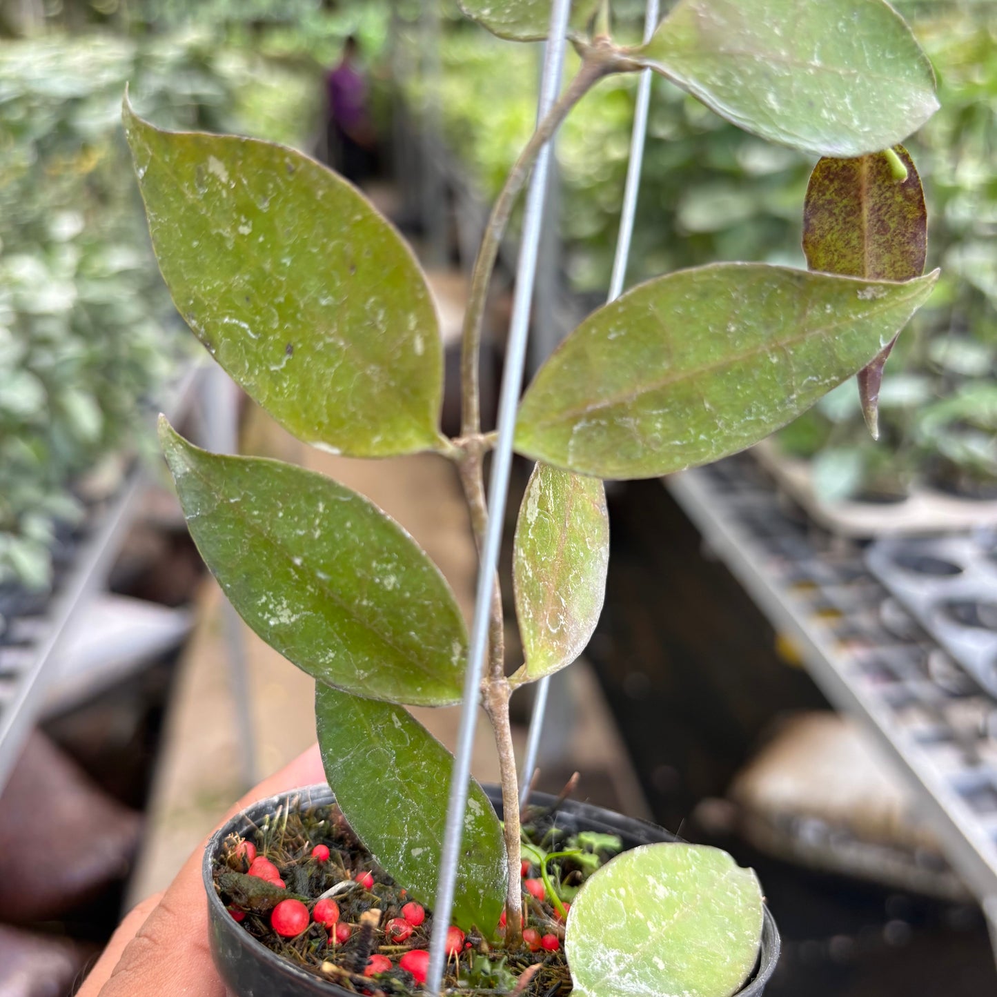 Hoya Ignorata