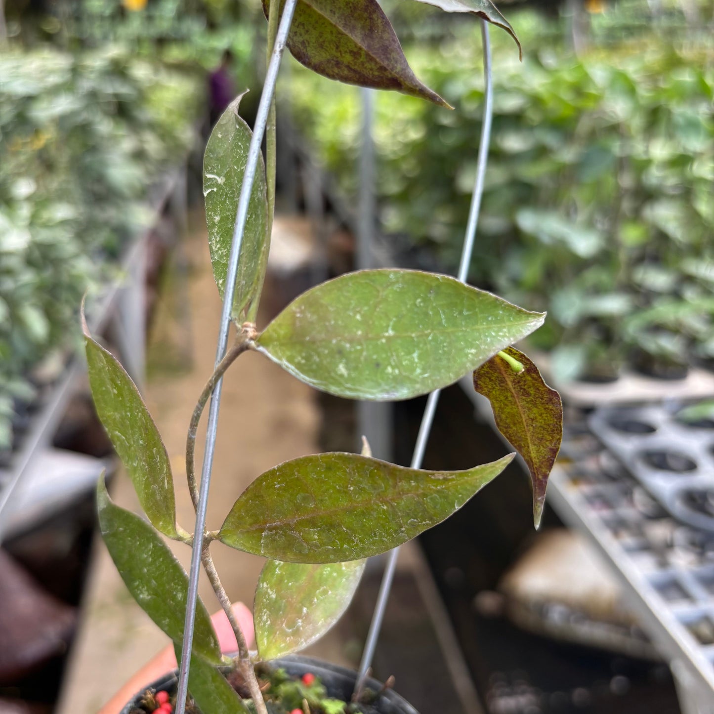 Hoya Ignorata