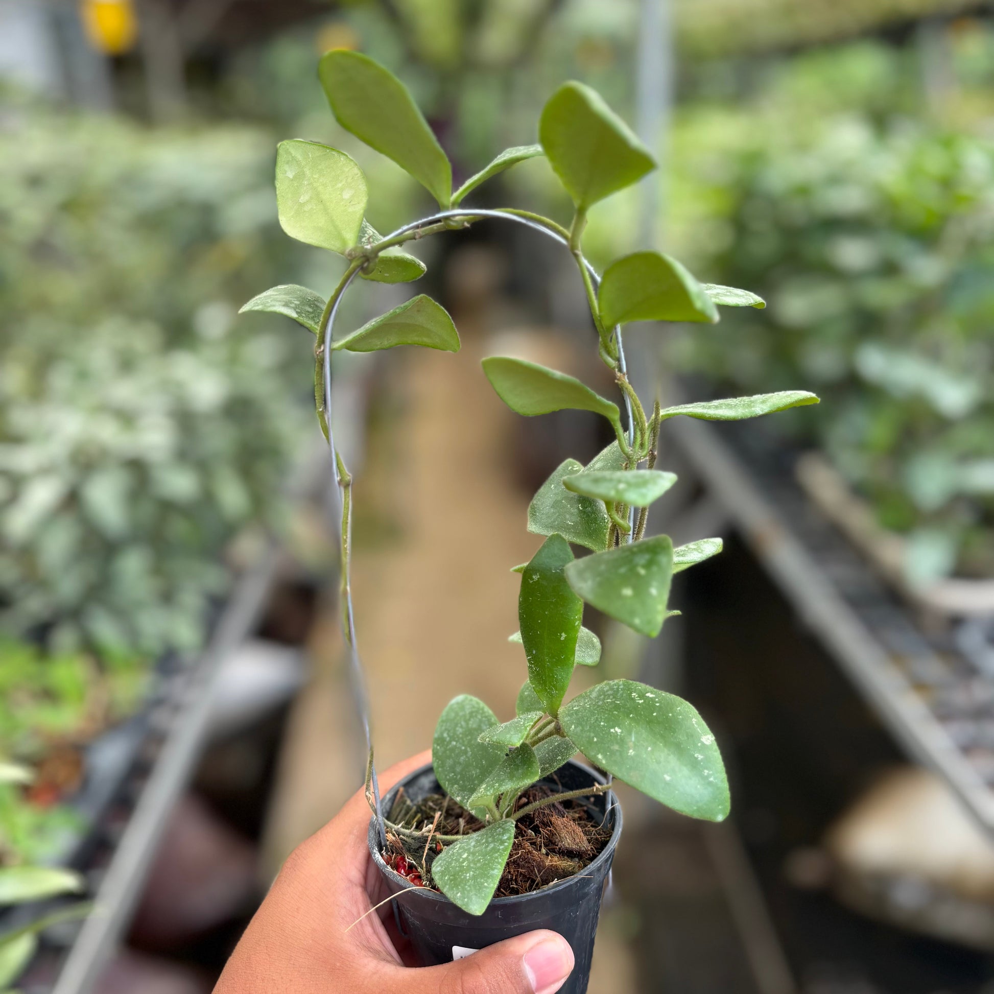 Hoya Isabelchanae - Indonesian Rare Plants