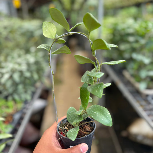 Hoya Isabelchanae - Indonesian Rare Plants