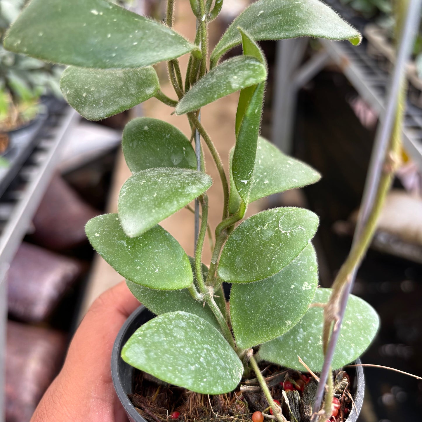 Hoya Isabelchanae