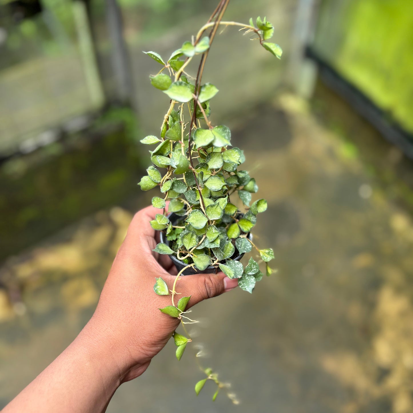 Hoya Curtisii Variegated - Indonesian Rare Plants