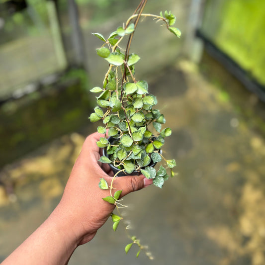 Hoya Curtisii Variegated - Indonesian Rare Plants