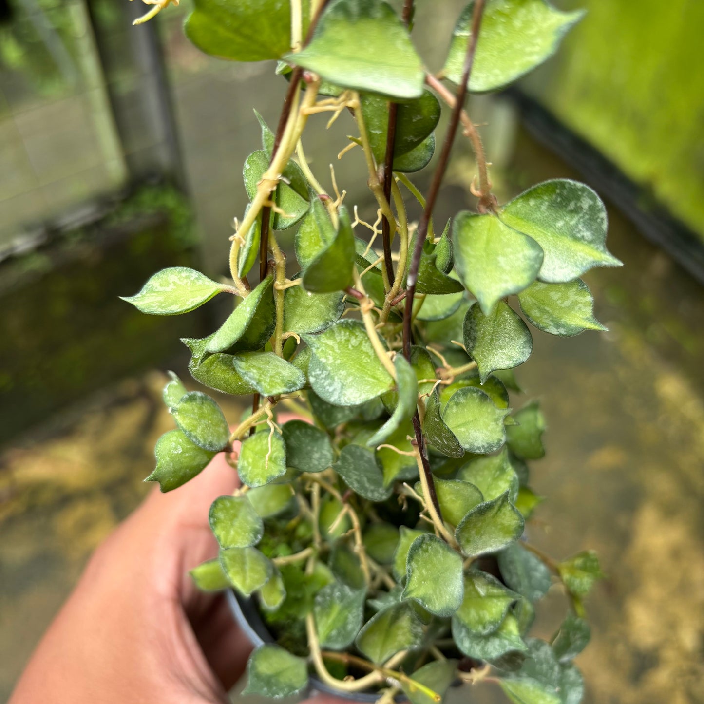 Hoya Curtisii Variegated