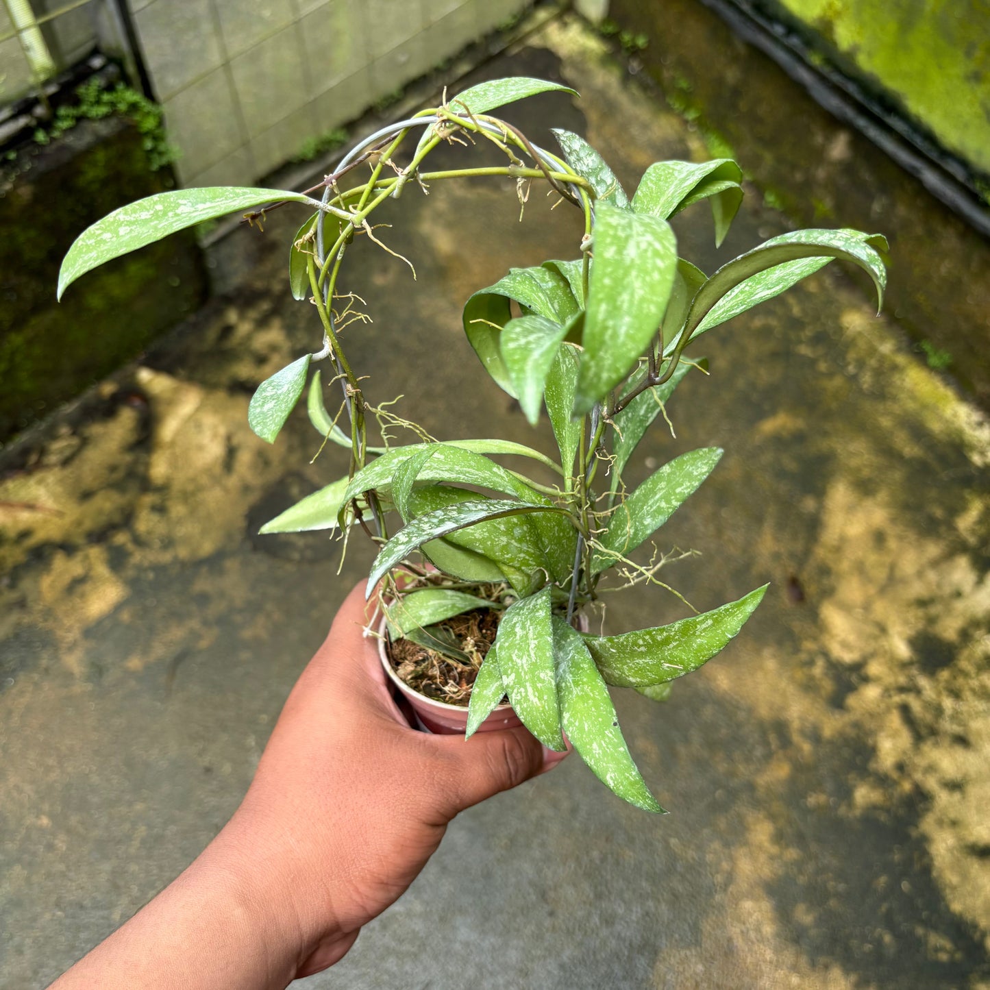 Hoya Lucyae "Sierra Bullones" - Indonesian Rare Plants