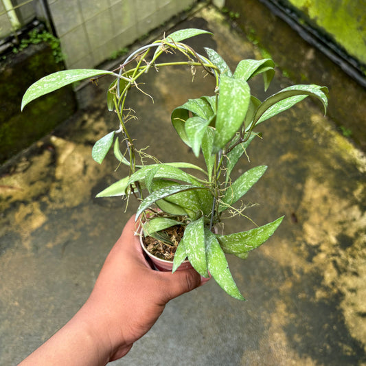 Hoya Lucyae "Sierra Bullones" - Indonesian Rare Plants