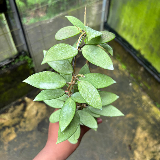 Hoya Silver Lady - Indonesian Rare Plants