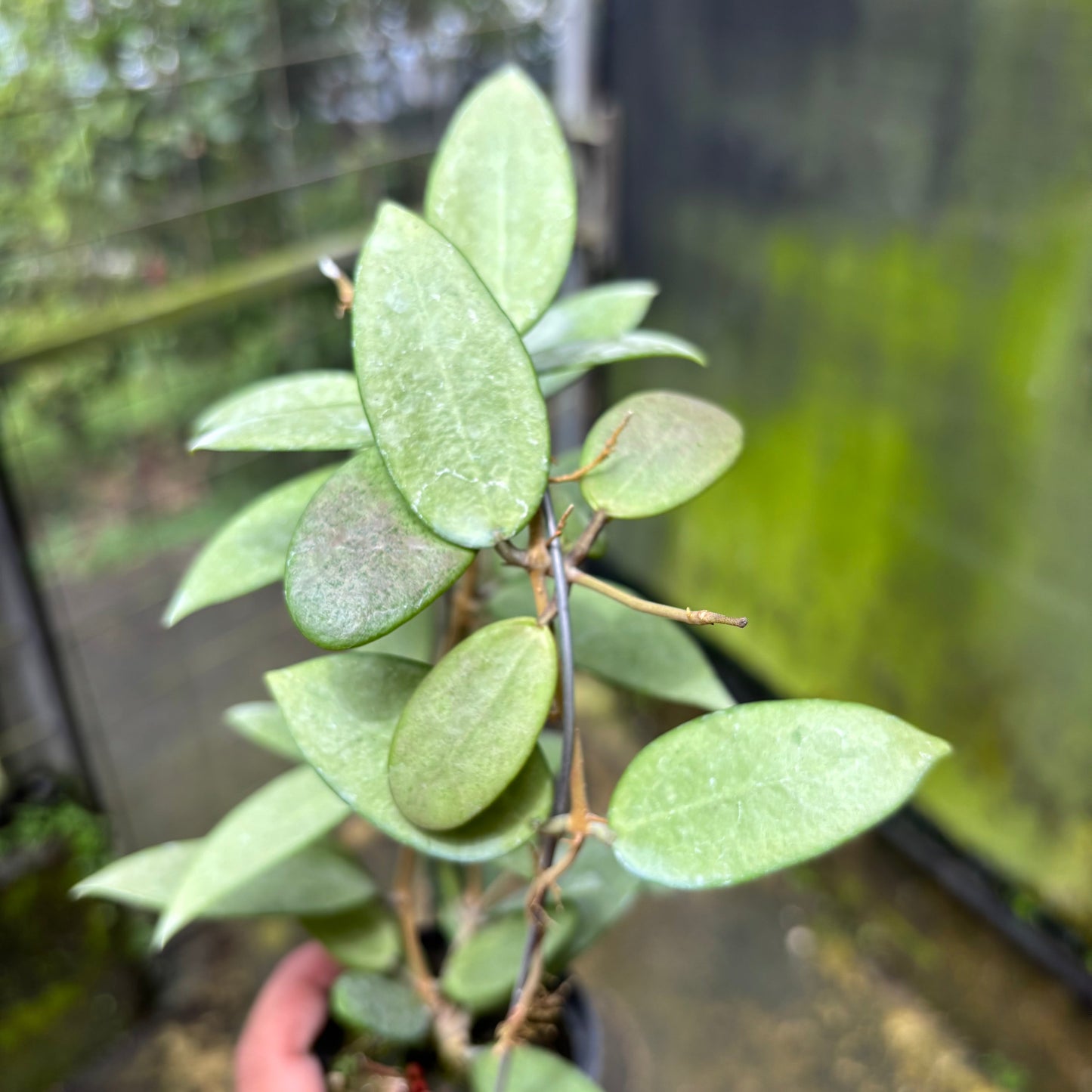 Hoya Silver Lady