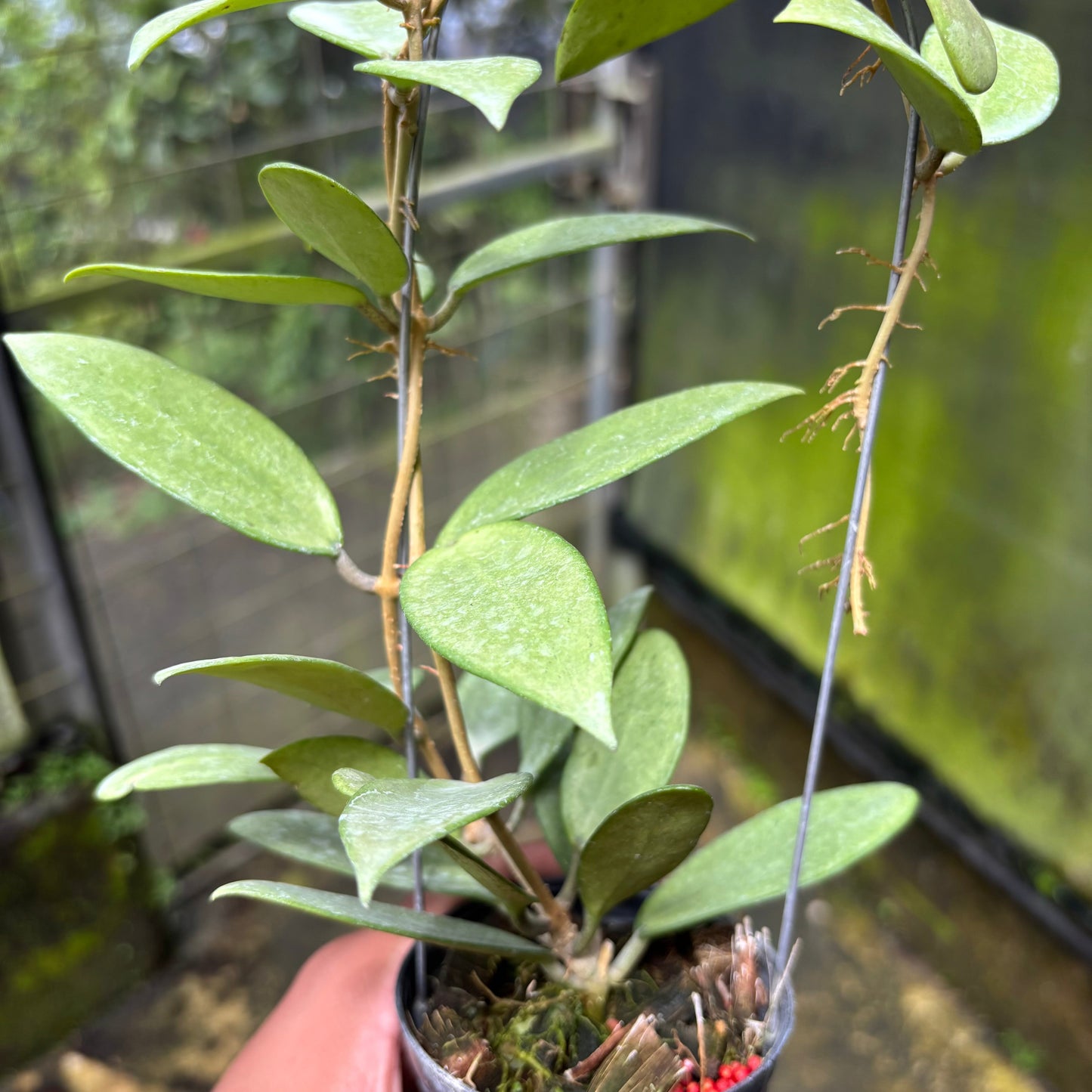 Hoya Silver Lady
