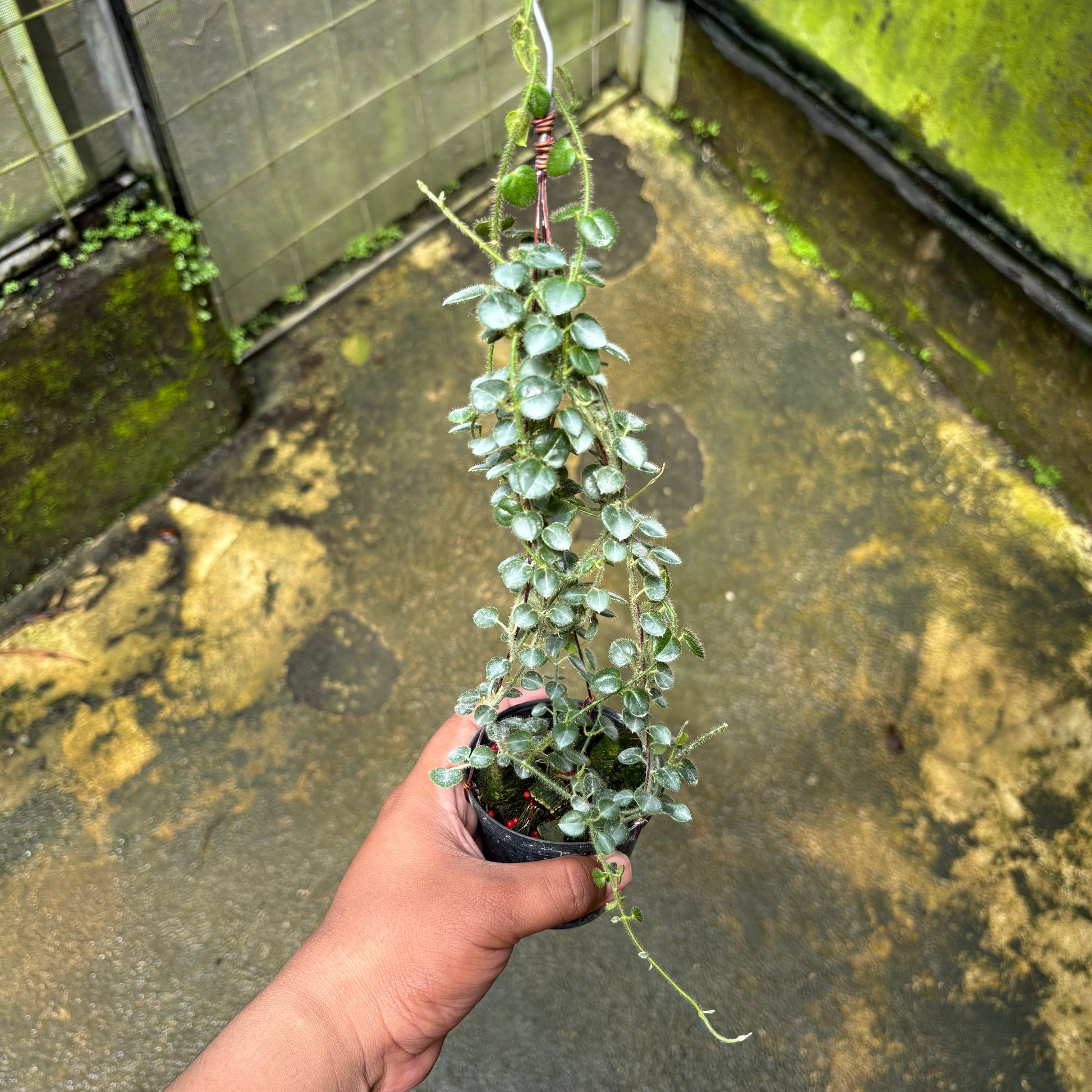 Hoya Papuahoya SP Papua "MVN-399" - Indonesian Rare Plants