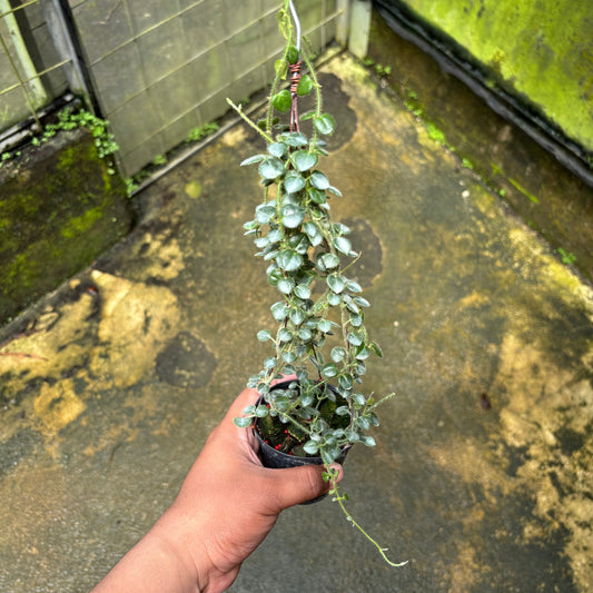 Hoya Papuahoya SP Papua "MVN-399" - Indonesian Rare Plants