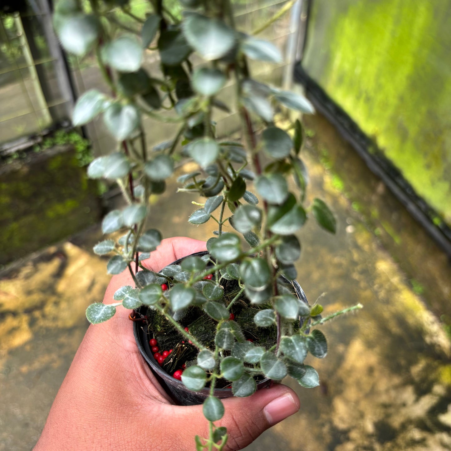 Hoya Papuahoya SP Papua "MVN-399"