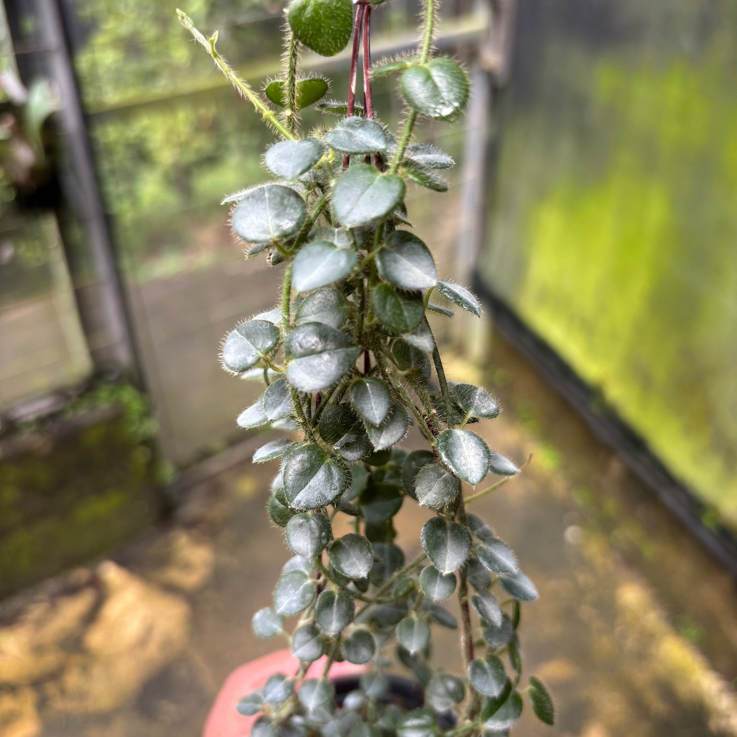 Hoya Papuahoya SP Papua "MVN-399"