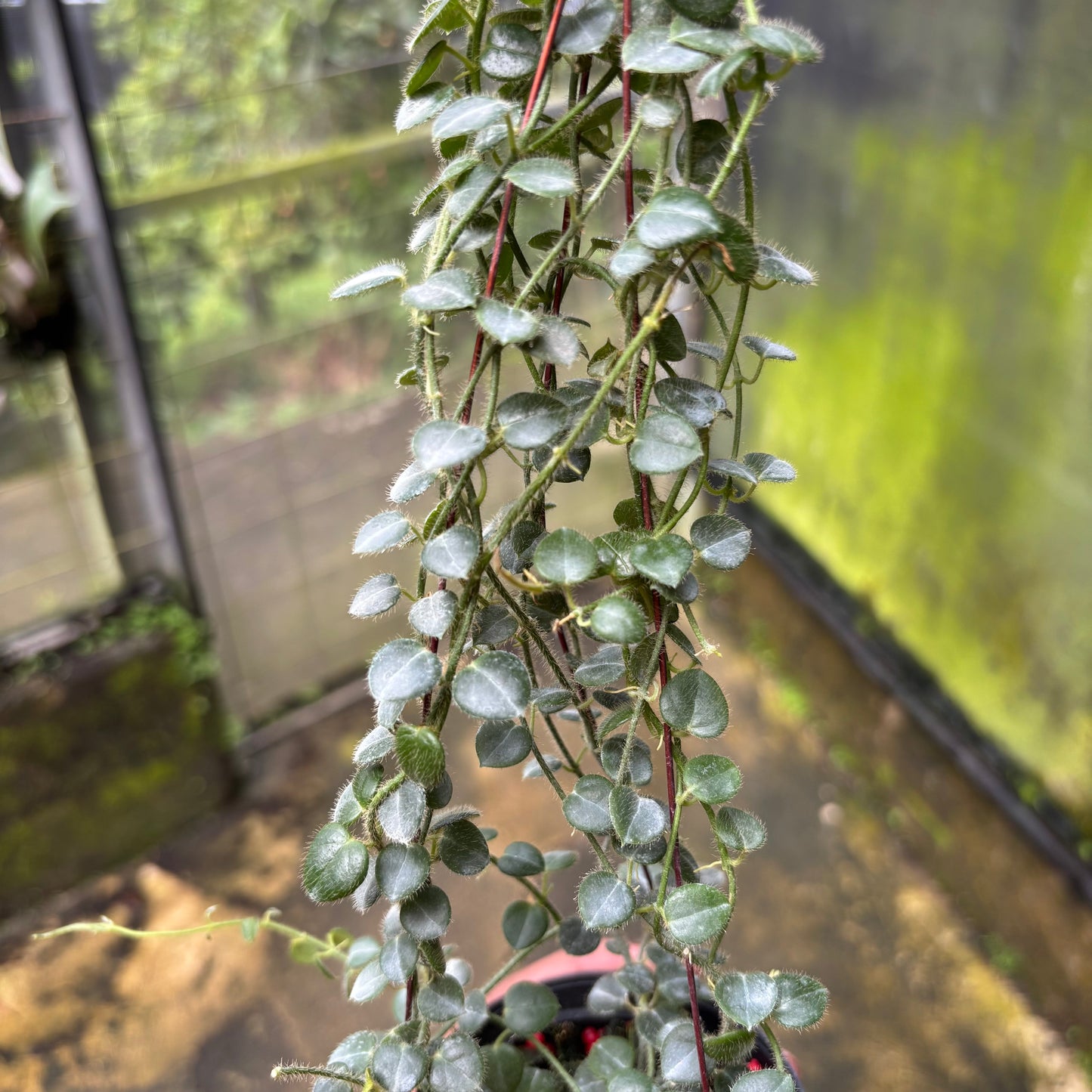 Hoya Papuahoya SP Papua "MVN-399"