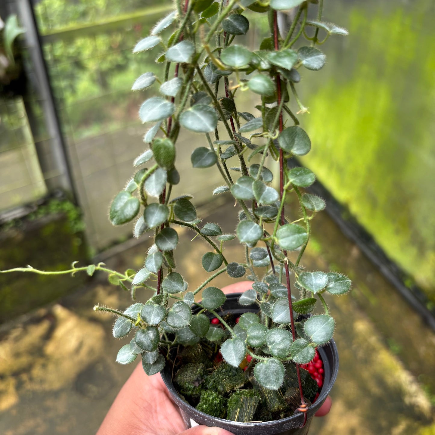 Hoya Papuahoya SP Papua "MVN-399"
