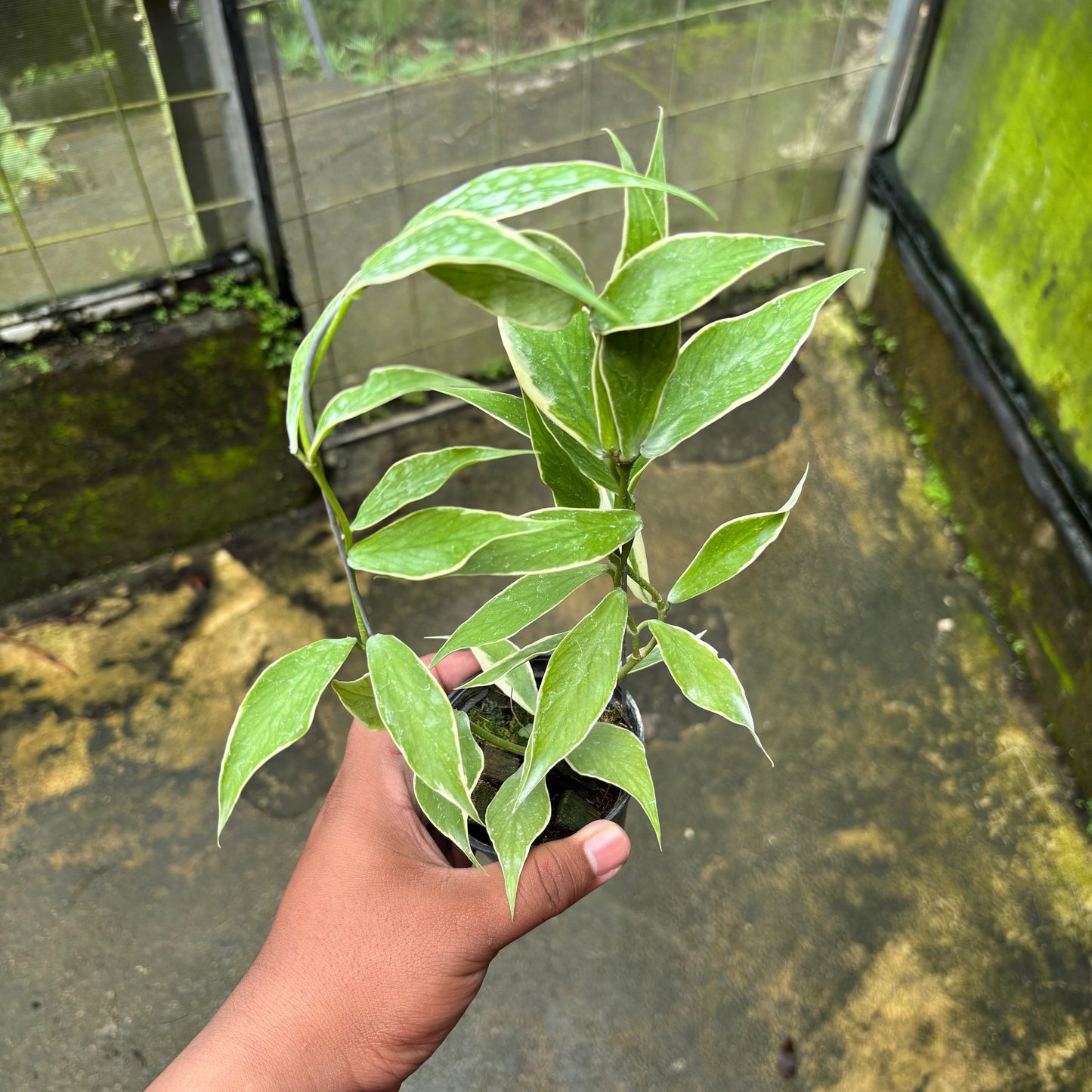 Hoya Polyneura Albomarginata - Indonesian Rare Plants