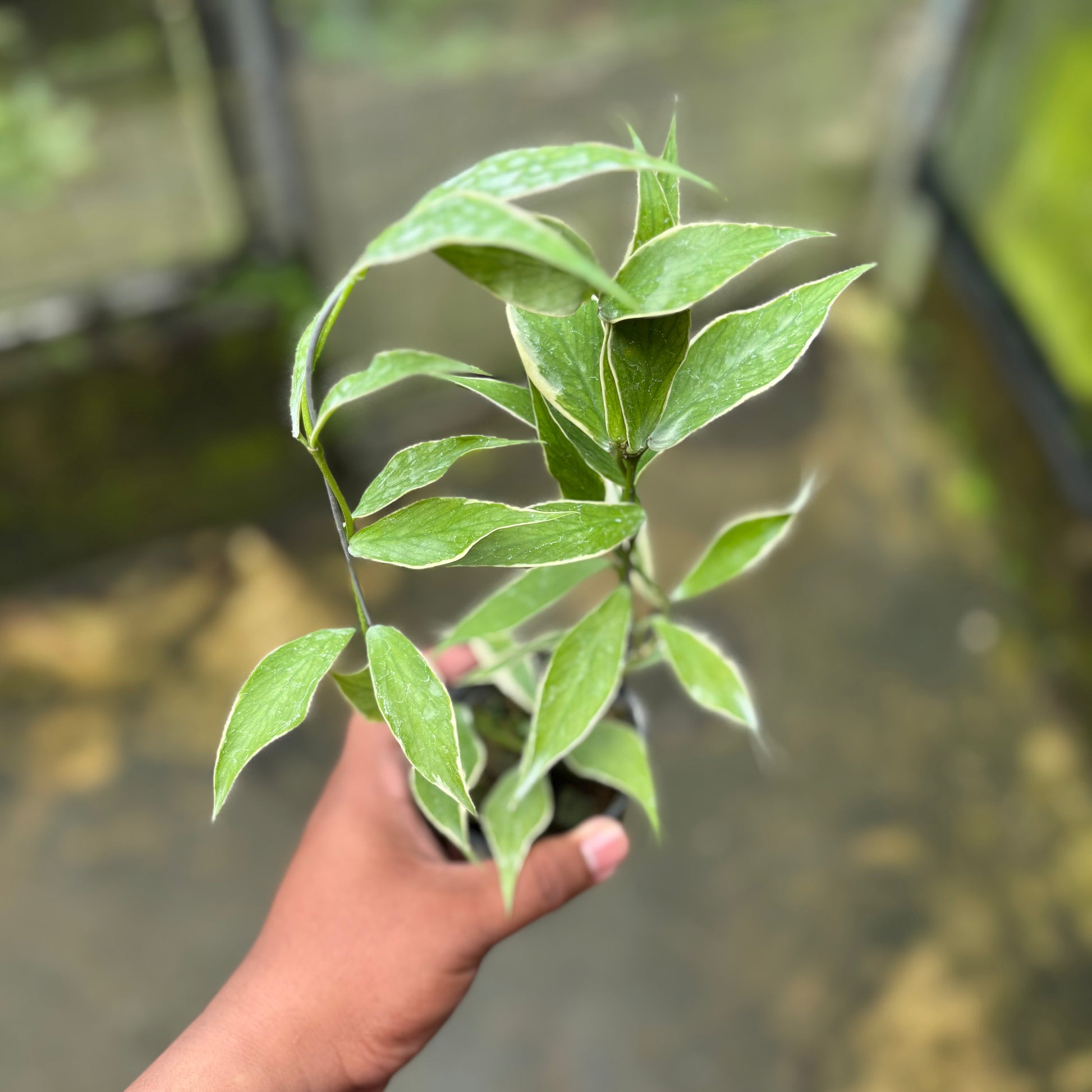 Hoya Polyneura Albo — rare Indonesian plant