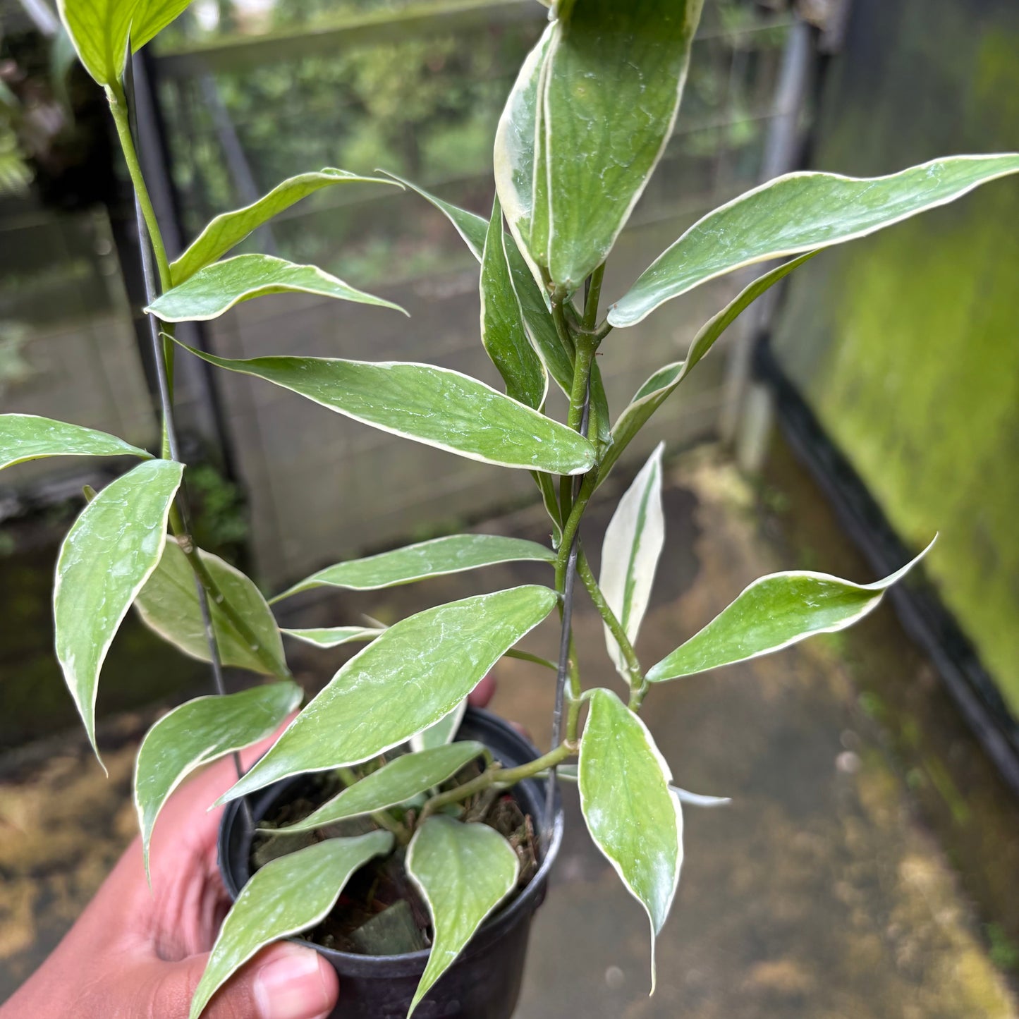 Hoya Polyneura Albo — photo 4