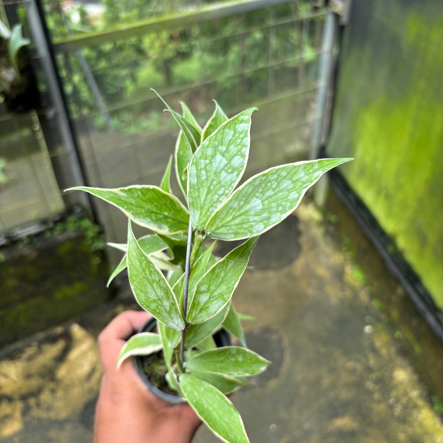 Hoya Polyneura Albomarginata
