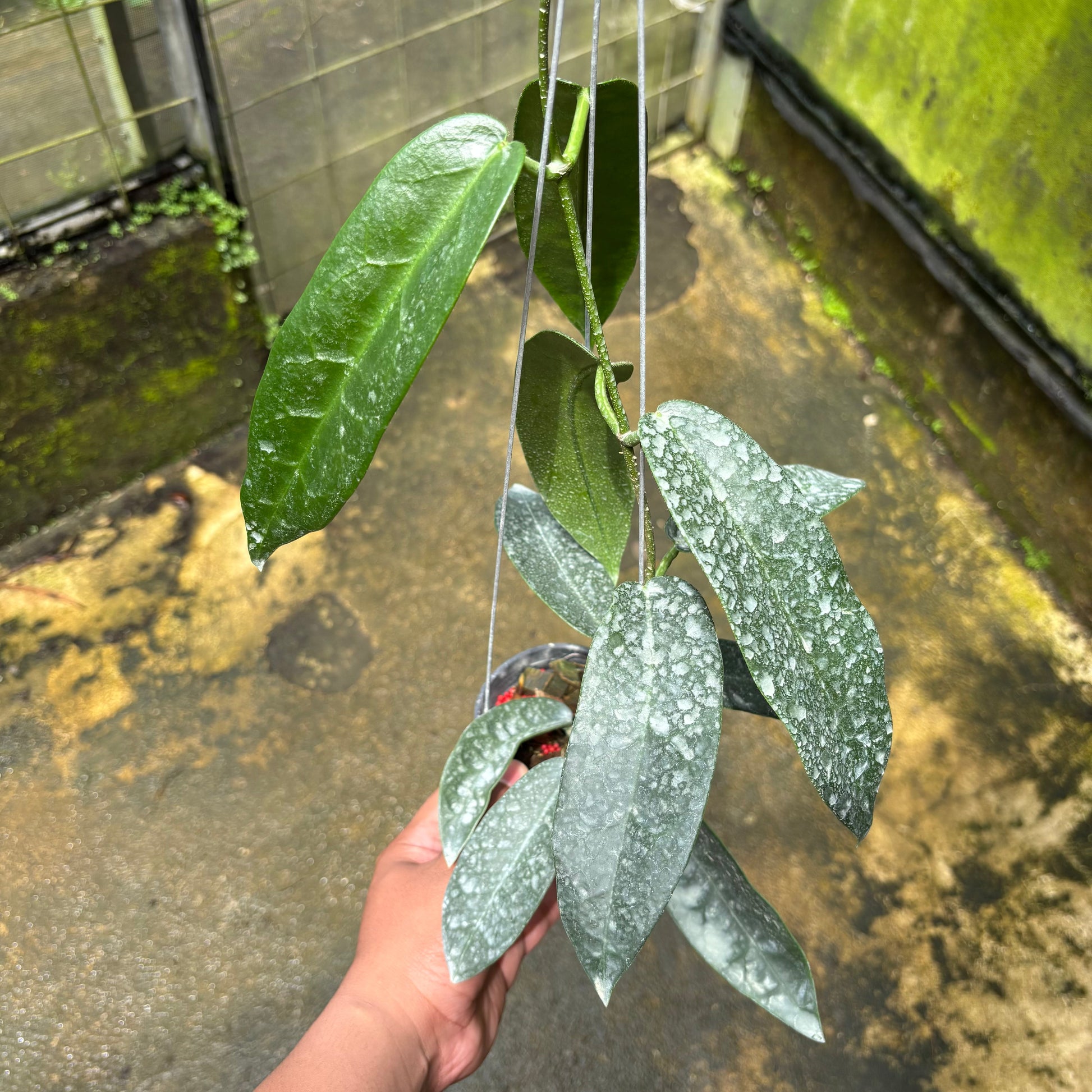 Hoya Stenakei Dark - Indonesian Rare Plants