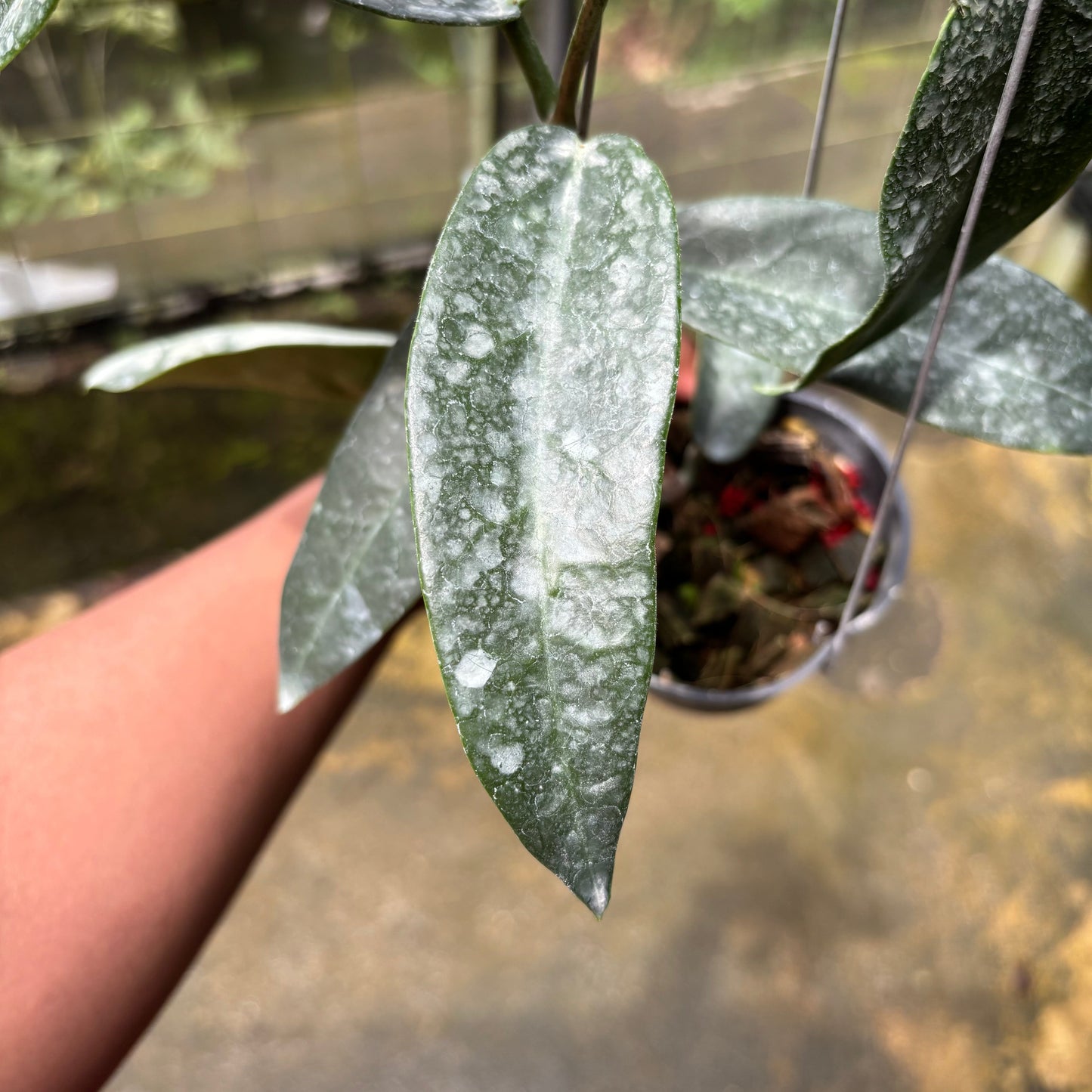 Hoya Stenakei Dark