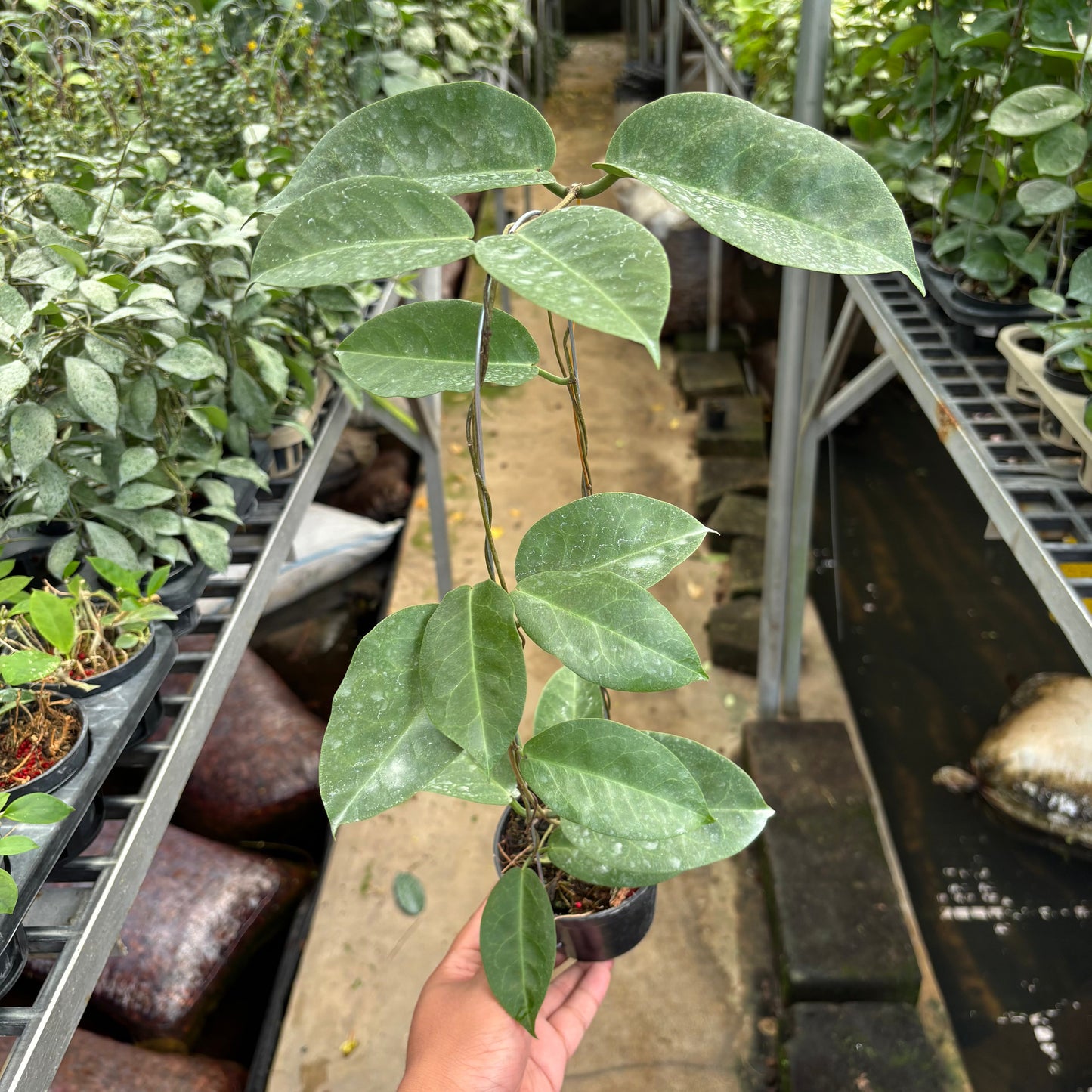Hoya AFF Megalaster "VN-588" - Indonesian Rare Plants