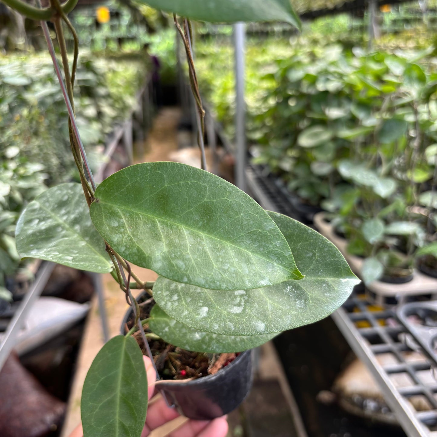 Hoya AFF Megalaster "VN-588"