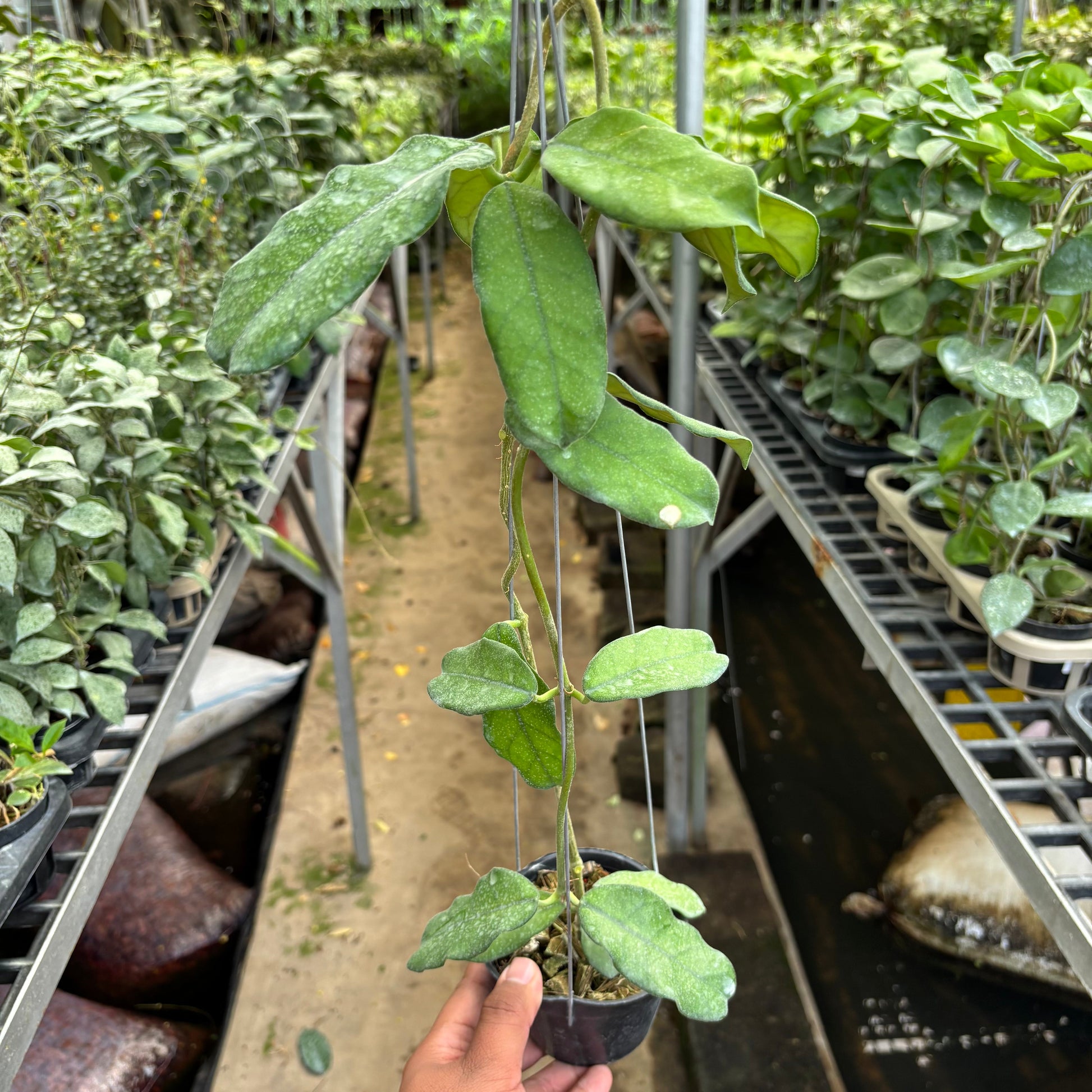 Hoya Villosa - Indonesian Rare Plants